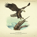 rdr2-artwork-074-eagle